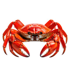 Steamed, bright red crab isolated on black background