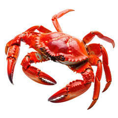 Steamed, vibrant red crab, isolated on black background, culinary delight