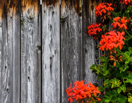 Vibrant Red Flowers on a Weathered Gray Fence - Powered by Adobe