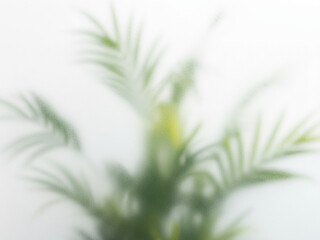 Background close up of a white flower