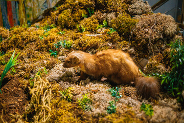 A detailed diorama showcasing a brown furred animal (likely a marten) amidst mossy terrain and miniature plants. The scene mimics a natural forest habitat, perfect for educational or nature-themed use
