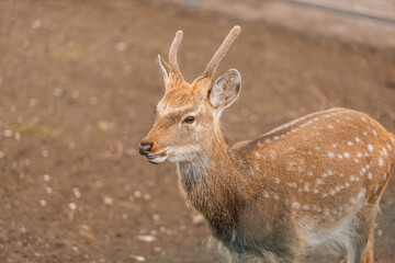 A graceful spotted deer stands in profile, showcasing its delicate antlers and soft brown coat with white spots. The serene animal is captured against a muted earthy background, exuding calm