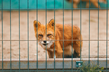 A red fox stands behind a metal fence, its piercing gaze fixed on the camera. The close-up shot...