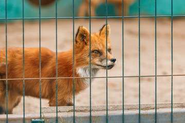 A vibrant red fox stands behind a metal fence, its sharp gaze fixed to the side. The close-up captures the animal’s fluffy fur, pointed ears, and expressive eyes, creating a striking wildlife portrait