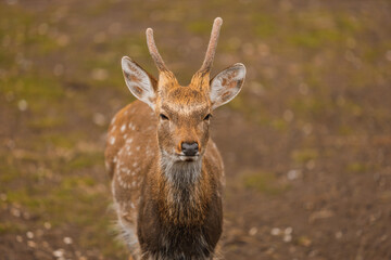  A close-up portrait of a spotted deer with small antlers, standing on a natural ground. Its attentive gaze and detailed fur texture create a captivating wildlife image. Soft focus background enhances