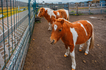 Two charming miniature ponies with brown and white coats stand in a fenced enclosure. One faces the...