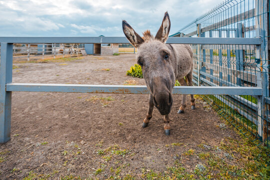 A curious donkey peers over a metal fence, its ears perked up, in a farm enclosure. The background features rustic farm buildings and a cloudy sky, creating a charming rural scene.