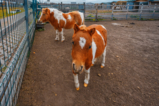 Two charming miniature ponies with brown and white coats stand in a fenced enclosure. One pony faces the camera closely, while the other grazes near a feeder. A rustic farm setting with buildings