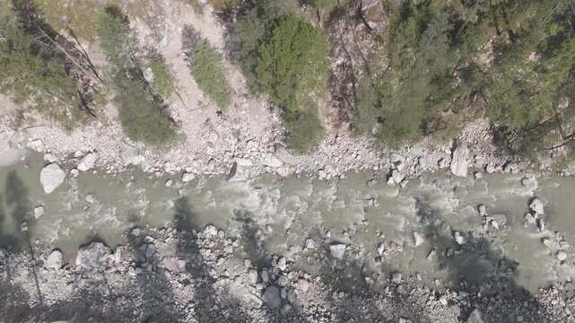 Top-down aerial shot of the Parvati River flowing through Parvati Valley in Kasol during autumn, showing pine and deodar trees lining the riverbanks with long shadows adding depth to the scene.