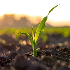 Fototapeta premium Close-up of a young plant emerging from rich soil, bathed in warm sunlight. The background is blurred, showcasing a soft bokeh effect