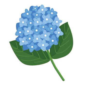 blue hydrangea flower flat vector for illustration or wedding card
