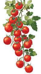 Vector illustration of cherry tomatoes on the vine