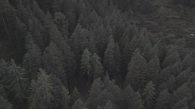 Close-up aerial view of Fairy Forest in Pulga, Parvati Valley, Himachal Pradesh, showing dense autumn pine and deodar trees with rocky mountain slopes rising behind and clouds softly drifting over 
