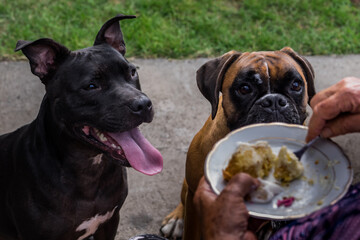 Two curious dogs sit eagerly while a person eats, showing the close relationship between pets and...