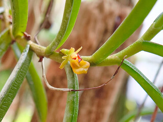 A single tiny flower of the fragrant fan orchid, Pteroceras odoratum, in its natural habitat.