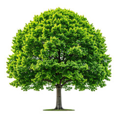 Lush green tree isolated on black background, vibrant foliage