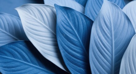 Close Up View Of Blue And White Tropical Leaves
