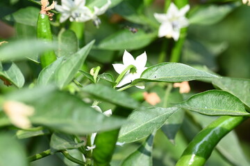 Chili plant flower. white, star-shaped flower and several unripe green chili peppers fruits and buds, surrounded by green leaves.