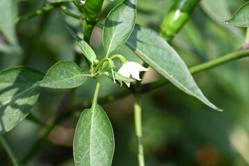 Chili plant flower. white, star-shaped flower and several unripe green chili peppers fruits and buds, surrounded by green leaves.