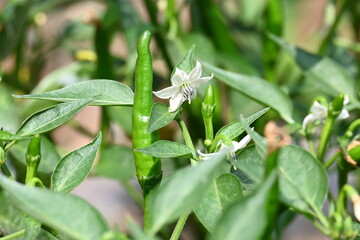 Chili plant flower. white, star-shaped flower and several unripe green chili peppers fruits and buds, surrounded by green leaves.