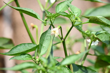 Chili plant flower. white, star-shaped flower and several unripe green chili peppers fruits and buds, surrounded by green leaves.