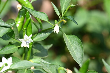 Chili plant flower. white, star-shaped flower and several unripe green chili peppers fruits and buds, surrounded by green leaves.
