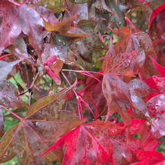 Autumn Beauty of Acer Platinum Japanese Red Baron