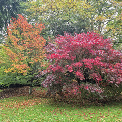 Acer Platinum Japanese Red Baron in Vibrant Fall Landscape