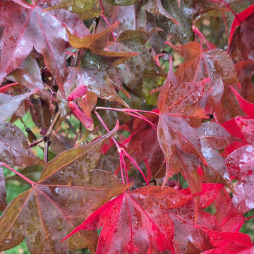 Autumn Beauty of Acer Platinum Japanese Red Baron
