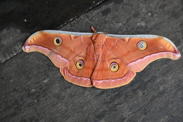 Antheraea yamamai moth. Its Common names  Japanese silk moths and Japanese oak silkmoth. This ...