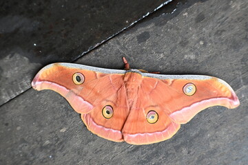 Antheraea yamamai moth. Its Common names  Japanese silk moths and Japanese oak silkmoth. This ...