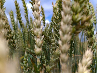 Close-up of green wheat ears against a blue sky
