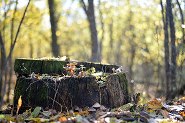 toadstool mushrooms. Old mossy tree stump in the forest and a family of mushrooms on it. The beauty of nature, poisonous mushrooms, macrocosm, close-up. Mushroom season, autumn forest