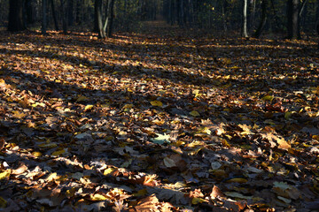 Dry oak leaves on the ground in a beautiful autumn forest. autumn background, fallen leaves in a forest or park. Oak Grove. walk in the fresh air. selective soft focus