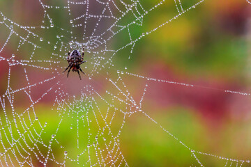 a spider on a web. a colorful macro photograph of an insect in the wild. a screensaver. space for text. bokeh