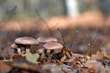 Armillaria. mushrooms under the tree in the autumn forest in the leaves. dry leaves and a group of mushrooms, in a forest or park. beautiful autumn background. mushroom picking season. close-up