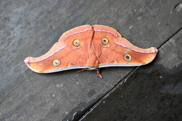 Antheraea yamamai moth. Its Common names  Japanese silk moths and Japanese oak silkmoth. This  is a moth of the family Saturniidae. It is endemic to east Asia.