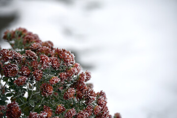flowers late autumn. Rime. morning frost. Bushes chrysanthemums covered with frost. first frosts. cold season. low temperature. winter background. close-up. autumn morning frosts, garden, flowerbed