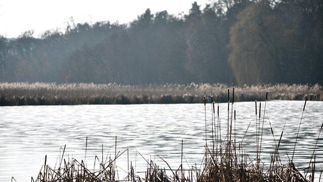 Typha close-up. Phragmites australis. photo with dry Reeds, Typha Latifolia, also called bulrush, reedmace, cattail or corn dog grass, on the shore of the frozen lake. autumn season. winter time