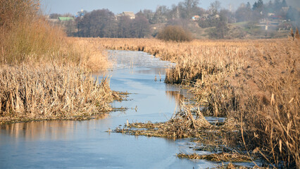 The river is overgrown with reeds. dry reeds on the lake. autumn season. quiet place, natural beauty. spring time. Outdoor recreation, river trip. Countryside
