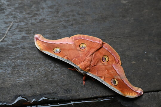 Antheraea yamamai moth. Its Common names &nbsp;Japanese silk moths&nbsp;and Japanese oak silkmoth. This&nbsp; is a&nbsp;moth&nbsp;of the family&nbsp;Saturniidae. It is endemic to east Asia.