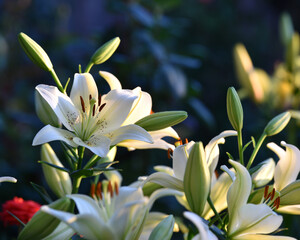 Lilium. white lily field. beautiful lily flower, close-up. delicate white lilies in the garden, in the flowerbed. floral background. blurred natural background. summer garden, flowering season
