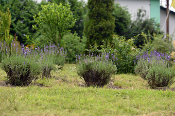 avandula. blue lavender flowers. Lavandula angustifolia, bunch of flowers in bloom, purple lilac scented flowering plant on green background. beautiful summer flowers in the garden or flowerbed