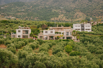 Obraz premium Traditional cretan village homes nestled among rows of olive groves and fields