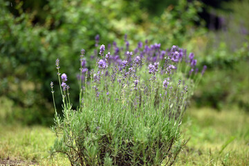 Lavandula. blue lavender flowers. Lavandula angustifolia, bunch of flowers in bloom, purple lilac scented flowering plant on green bokeh background, selective focus. Close up