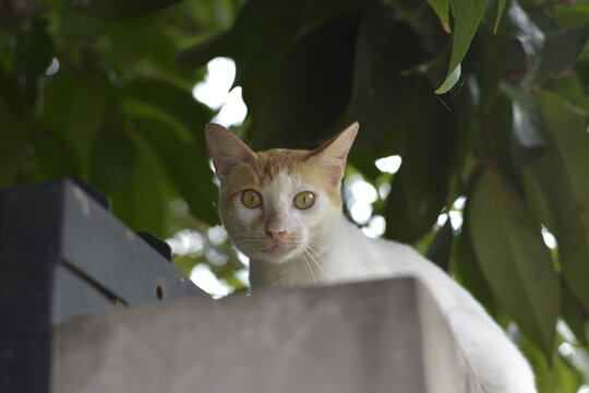 White and Orange Cat Peering Over a Wall with Green Backdrop