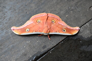 Antheraea yamamai moth. Its Common names  Japanese silk moths and Japanese oak silkmoth. This  is a moth of the family Saturniidae. It is endemic to east Asia.