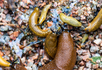a family of brown slugs in the sand. adults and toddlers. colorful macro photography. natural environment and lighting. close-up.