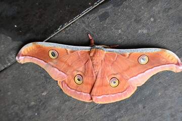 Antheraea yamamai moth. Its Common names  Japanese silk moths and Japanese oak silkmoth. This ...