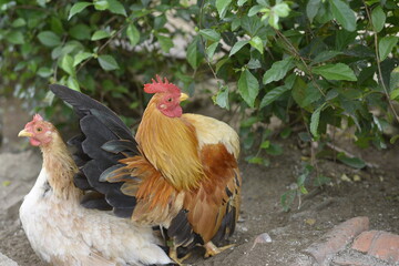 Bantam Rooster and Hen Resting Against Green Foliage